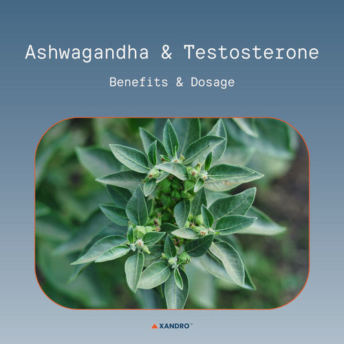 Does Ashwagandha Boost Testosterone? Benefits, Dosage & More
