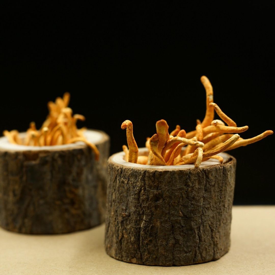 Cordyceps mushrooms Image by Tú Nguyễn Thanh from Pixabay
