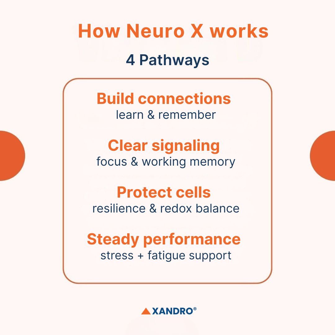How Xandro Neuro X works